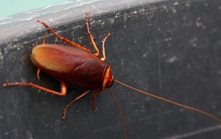 dezynsekcja karaluchów warszawa