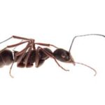 zwalczanie mrówek warszawa