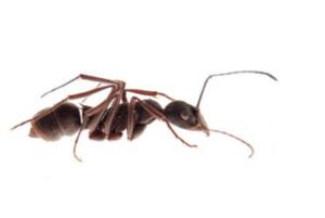 zwalczanie mrówek