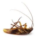 Zdjęcie przedstawia karalucha