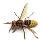 osy i szerszenie zwalczanie warszawa