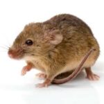 deratyzacja warszawa