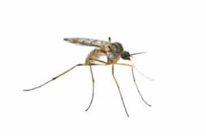 Komary zwalczanie