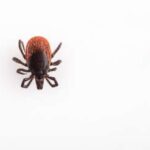 kleszcze zwalczanie warszawa