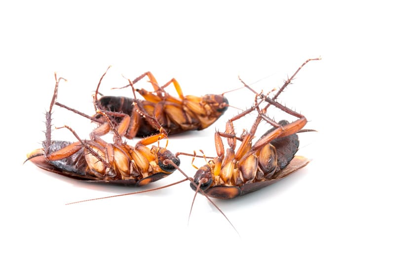 Jak wygląda karaluch? 6 karaluchy