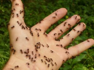 Granulat na mrówki