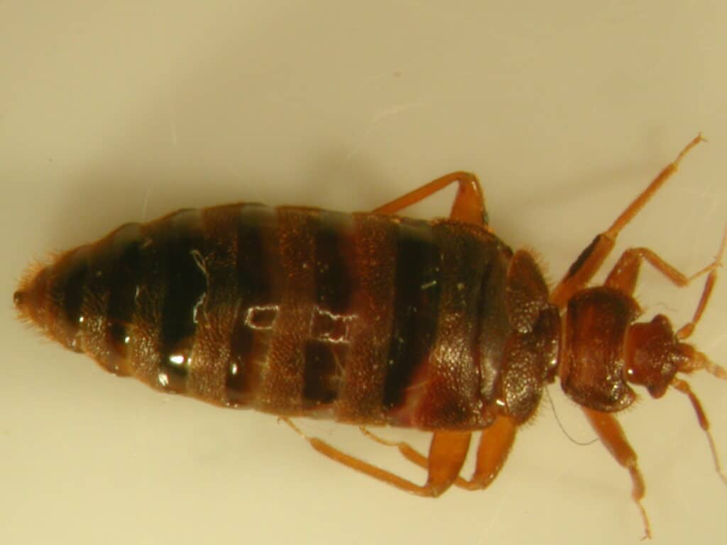 pluskwa łóżkowa po posiłku