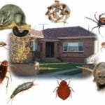 midan ochrona przed szkodnikami