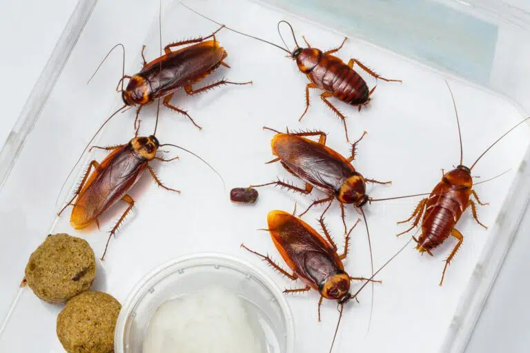 zwalczanie karaluchów warszawa
