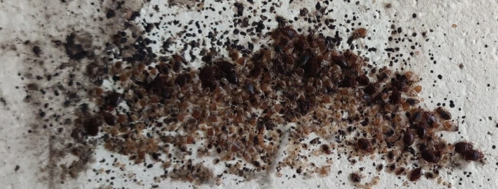 wylinki pluskwy domowej jak wygląda