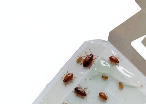 PUŁAPKA LEPOWA NA PLUSKWY TRAPPIT z ATRAKTANTEM.