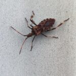 wtyk amerykański zwalczanie