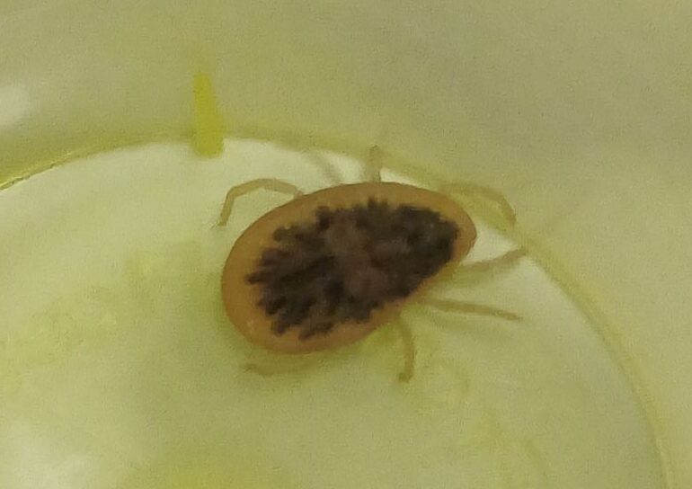 obrzeżek gołębi kleszcz