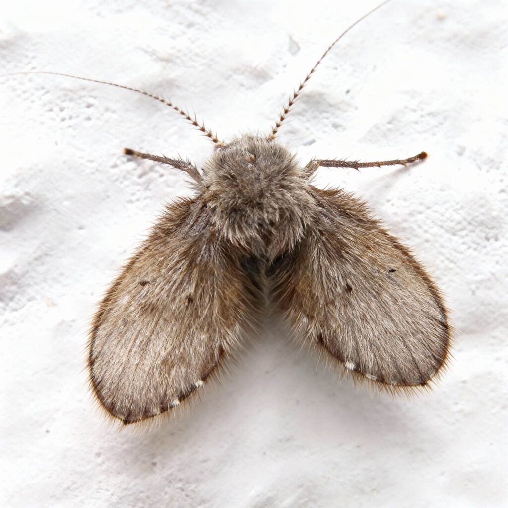 Ćmianki – czym są i jak się ich pozbyć? 6 cmianki