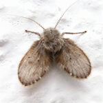 Ćmianka na ścianie