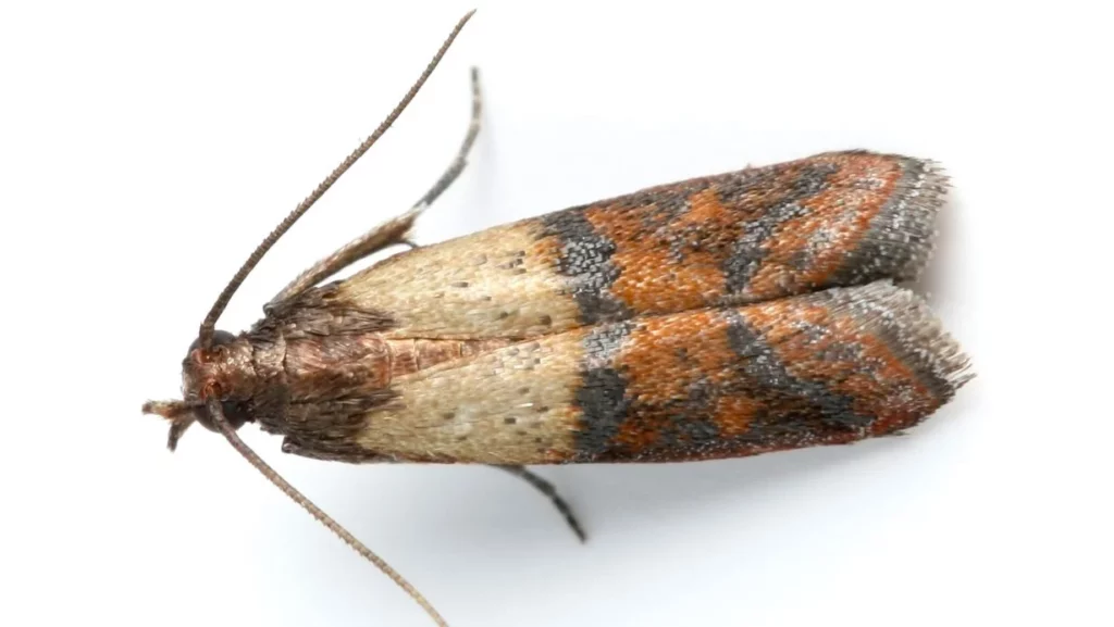 Mole spożywcze i odzieżowe – skąd się biorą i jak się ich pozbyć? Zwalczanie moli 5 Obraz przedstawia wygląd mola spożywczego (omacnica spichrzanka)