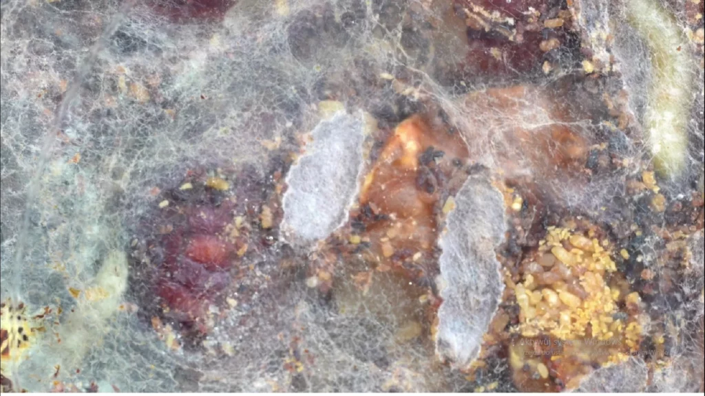 Mole spożywcze i odzieżowe – skąd się biorą i jak się ich pozbyć? Zwalczanie moli 7 obraz przedstawia gniazdo moli, jaja oraz białe nici