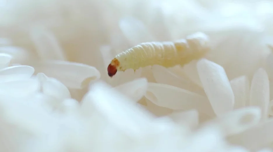 Mole spożywcze i odzieżowe – skąd się biorą i jak się ich pozbyć? Zwalczanie moli 8 biała larwa mola