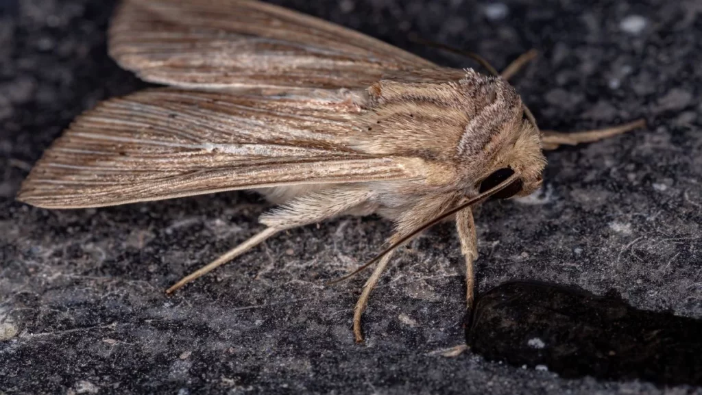 Mole spożywcze i odzieżowe – skąd się biorą i jak się ich pozbyć? Zwalczanie moli 6 Obraz przedstawia wygląd mola odzieżowego (mól włosienniczek)