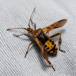 Wtyk amerykański w trakcie wznoszenia się w powietrze