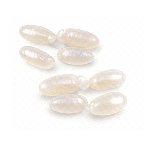 Jaja pluskiew wyglądają jak perłowe ziarenka ryżu