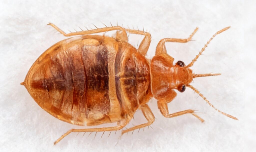 Widok na nimfe pluskwy z góry oraz jej aparat gębowy