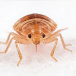 nimfa pluskwy z przodu