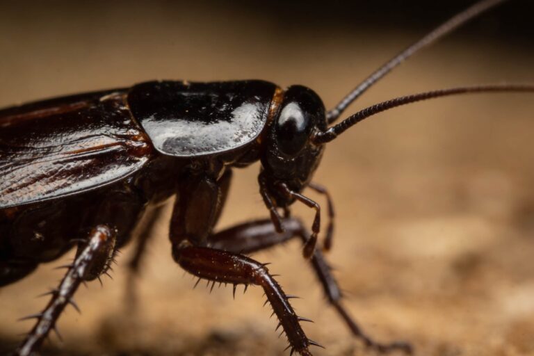 Jak wygląda karaluch? 8 karaluch