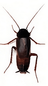 Karaluch a prusak - wygląd, rozmnażanie, zagrożenia 5 Wygląd karalucha