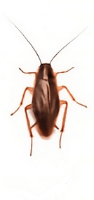 Karaluch a prusak - wygląd, rozmnażanie, zagrożenia 6 Wygląd prusaka