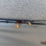 Pluskwy w jednym pokoju – początek infestacji przy szwie tapicerki
