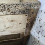 Zaawansowana infestacja pluskiew na stelażu łóżka – liczne odchody, wylinki i skupiska owadów