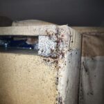 Rozwinięta infestacja pluskiew w konstrukcji łóżka w mieszkaniu