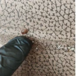 Pluskwa na tapicerce kanapy podczas kontroli mebla