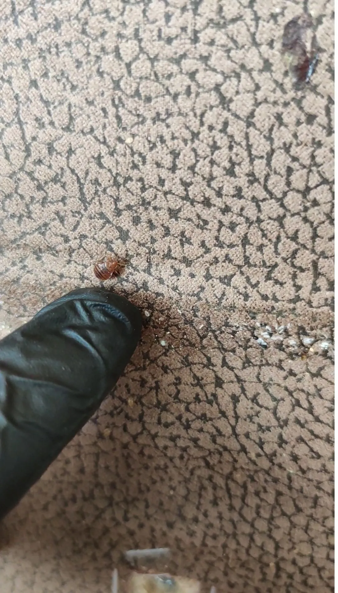 Pluskwa na tapicerce kanapy podczas kontroli mebla