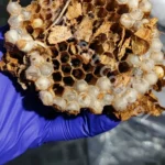 wnętrze gniazda szerszeni z widocznymi komórkami i larwami