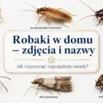 robaki w domu – pluskwa, prusak, karaluch, rybik, pchła, mrówka, mól i szubak