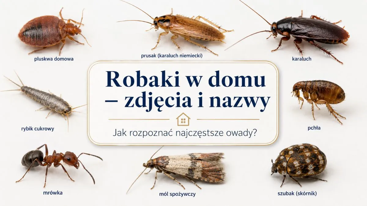 robaki w domu – pluskwa, prusak, karaluch, rybik, pchła, mrówka, mól i szubak