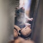 Mysz w domu przy szczelinie – co zrobić po zauważeniu gryzonia