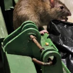 Szczur przy pojemniku na odpady w zabudowie wielorodzinnej